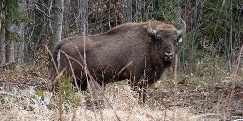 Zimbri Fundatia Conservation Carpathia Nucsoara (2) JPG