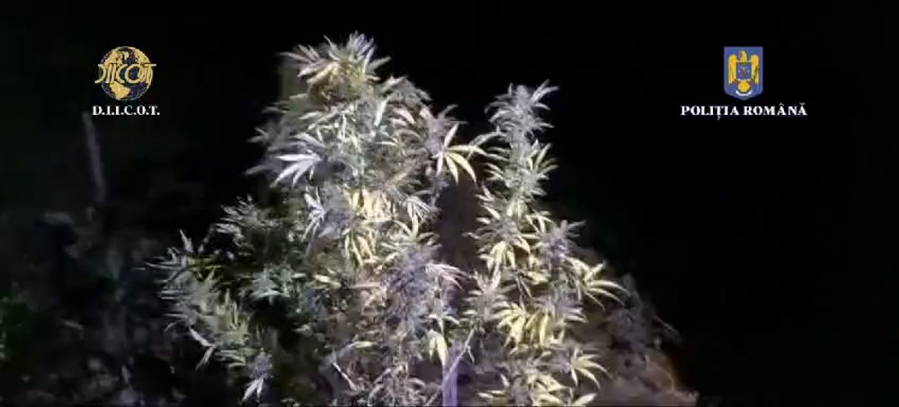 Percheziții la traficanții de droguri din Ploiești. Își cultivaseră propriile culturi de canabis VIDEO 