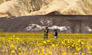 1d1fa340 1bd6 11f1 801a 8f2f63e21096 jpg webp