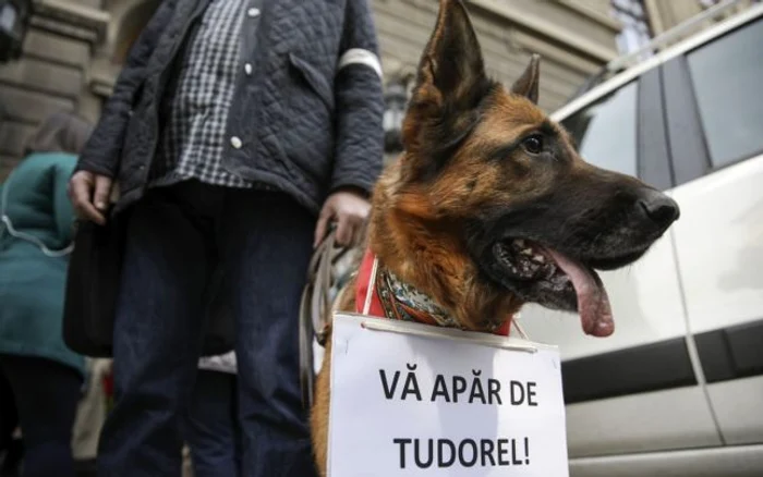 Un câine a fost luat de studenţii de la Litere din Bucureşti pentru a participa la protestul împotriva Ordonatei 7 în Bucureşti. FOTO Inquam Photos/Octav Ganea