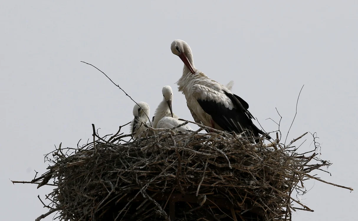 Românii credeau că berzele sunt păsări sfinte FOTO Reuters