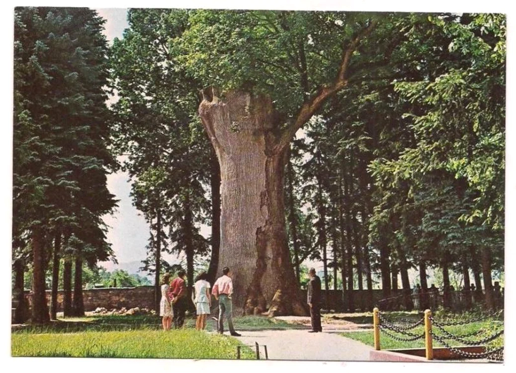 Gorunul lui Horea. Foto: arhiva.