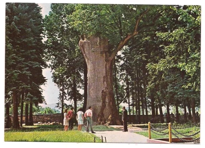 Gorunul lui Horea. Foto: arhiva.