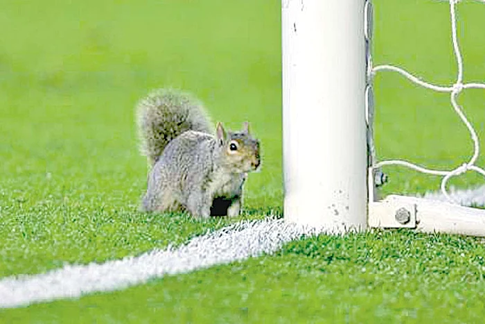 Fotbalistul a avut  nevoie de intervenţia  medicilor după ce  a fost muşcat de jder (Foto: Reuters)
