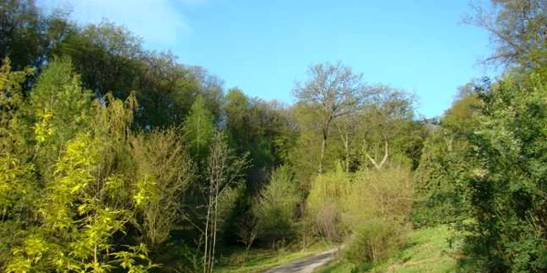 parc dendrologic alba iulia