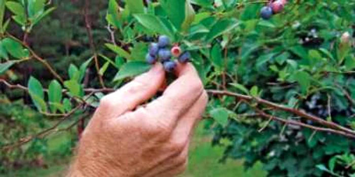 Zmeura, afinele şi ciupercile, la export