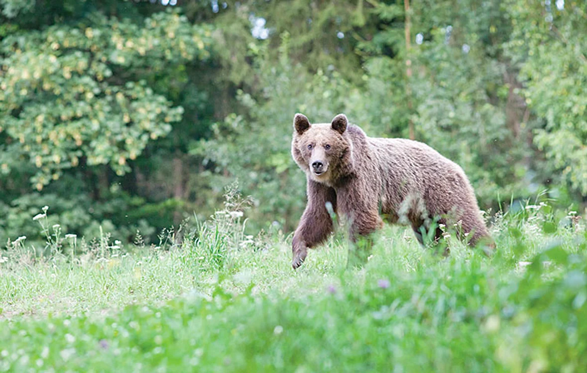 Un urs a fost observat la Vălenii de Munte FOTO Adevărul