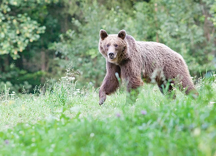 Un urs a intrat în interiorul parcului Zoo FOTO: Arhiva