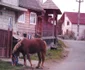 maramures