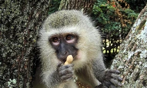 vervet 337539 1280 jpg