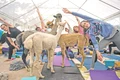 alpaca jpeg
