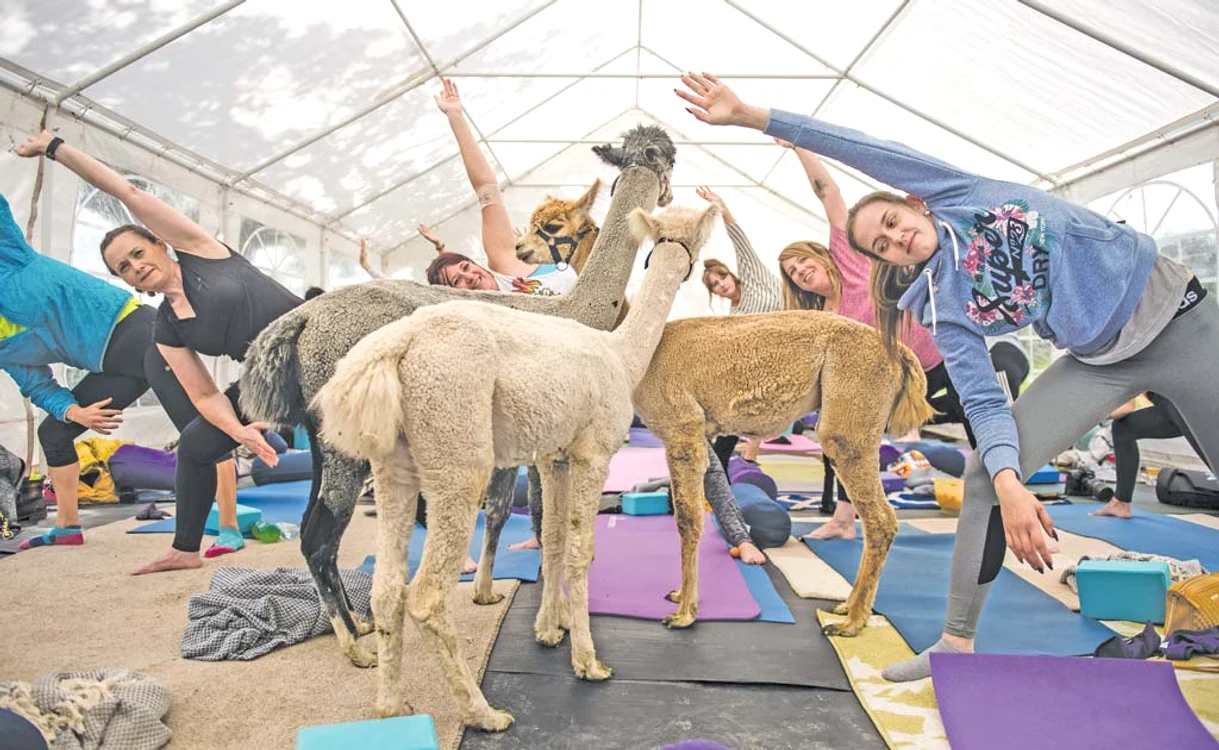
    Gary este erbivorul care conduce antrenamentele de yoga de la ferma lui Rachel Lightbird  