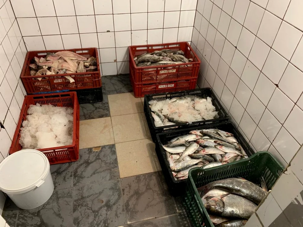 Peşte congelat - arhivă