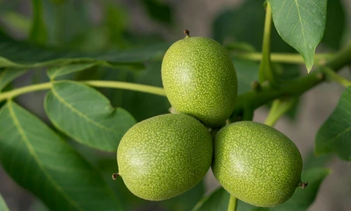 1 71273 original jpg jpeg