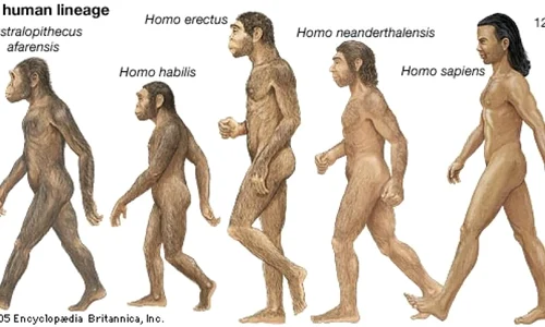 Antropogeneza  Ce teorii avem? jpeg