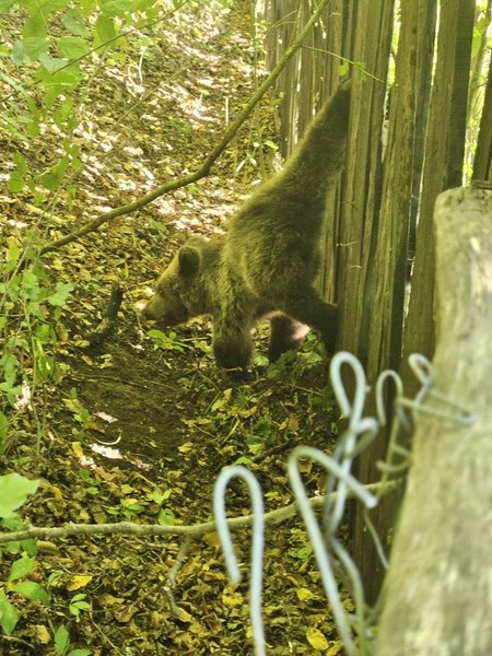 Un pui de urs a rămas prins în gard în Vrancea. El a reușit să scape singur și s-a întors în pădure FOTO