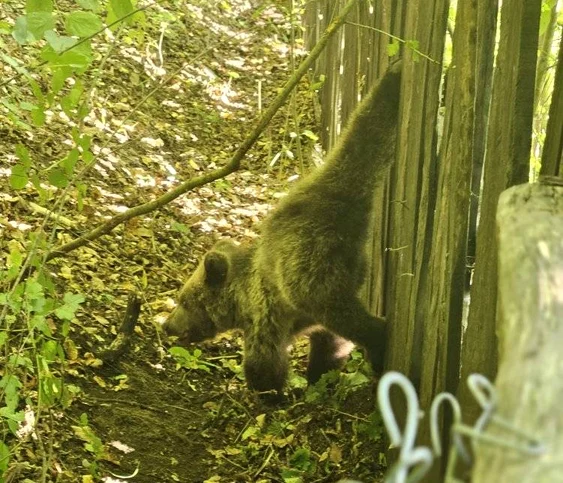 Ursul a rămas blocat în gard FOTO: Primăria Tulnici
