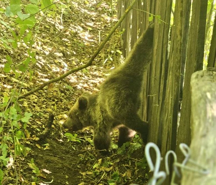 Ursul a rămas blocat în gard FOTO: Primăria Tulnici
