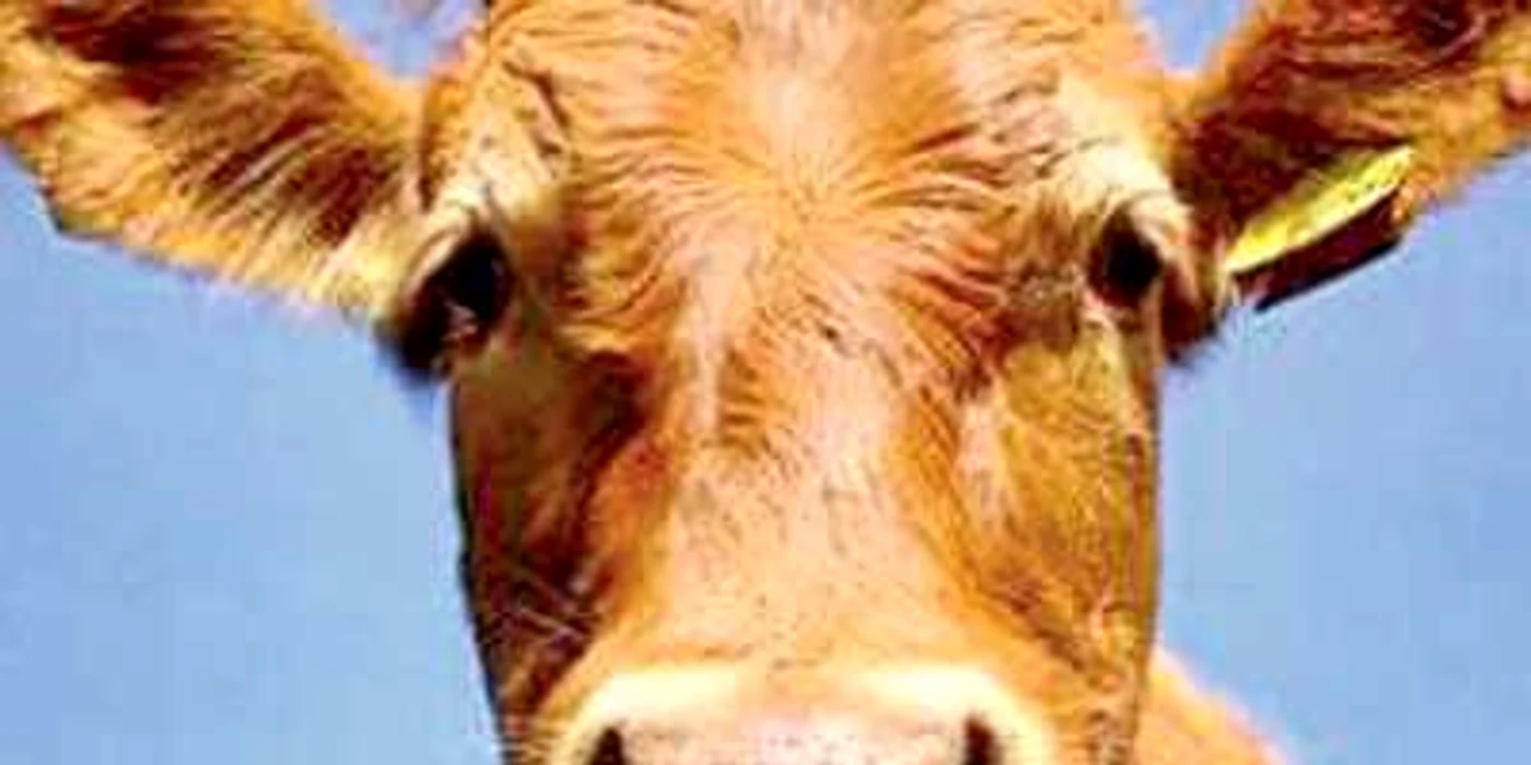 Una dintre  aplicaţiile  nefolositoare mugeşte  ca o vacă