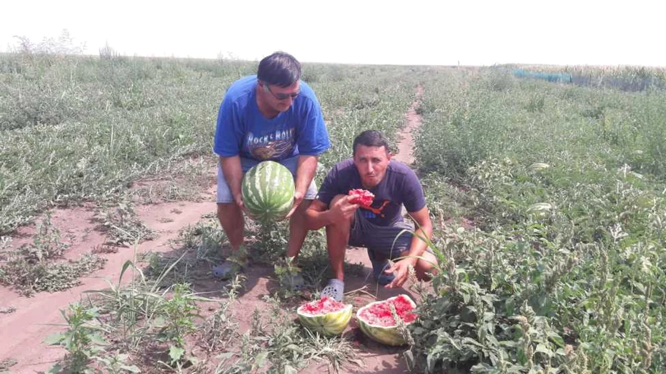 A început sezonul lubeniţei de Gottlob FOTO Ştefan Both 	