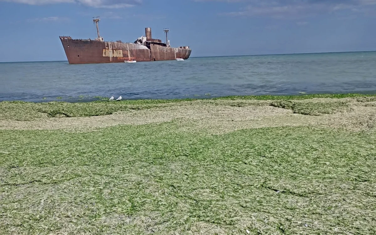 Alge în sudul litoralului foto: ABADL