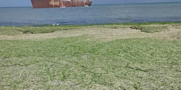 Alge in sudul litoralului foto apele romane