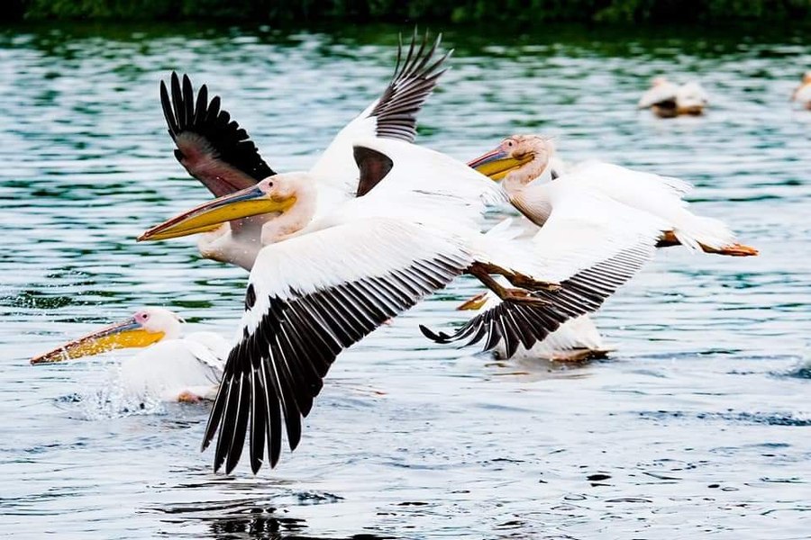 Câți vizitatori străini are Delta Dunării, destinația magică descoperită de The Telegraph în România