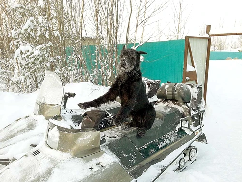 Ştie să conducă snowboardul