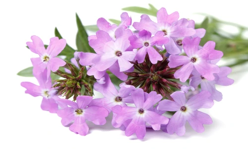 1 80944 original jpg jpeg