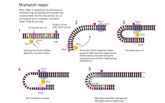 Repararea ADN