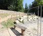 Saemizegetusa Regia  Foto Daniel Guță ADEVĂRUL (1) JPG