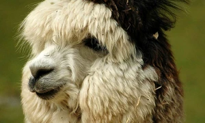 Alpacale jpeg