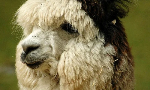 Alpacale jpeg