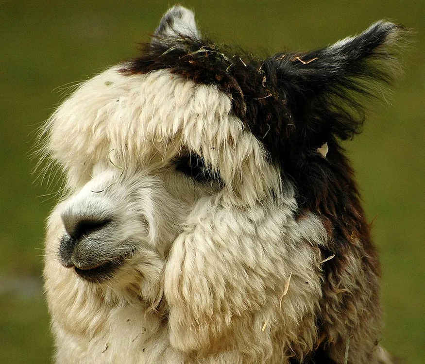 Alpacale jpeg