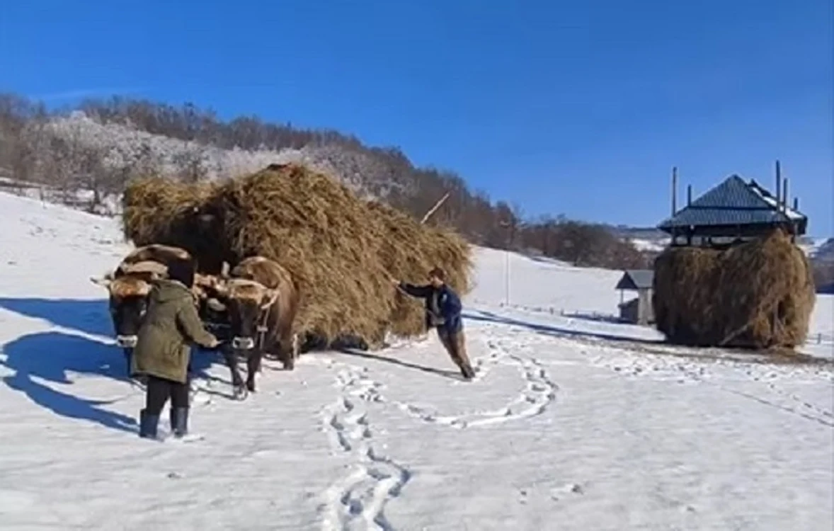 Iarna, boii sunt folosiți la transportul fânului  FOTO captură video