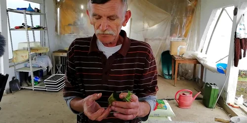 Cum se înmulţeşte o plantă de goji 