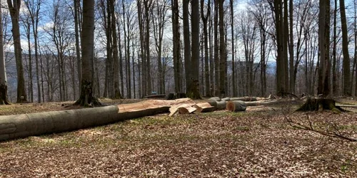 arbori taiati din sarmizegetusa regia foto consiliul judetean hunedoara