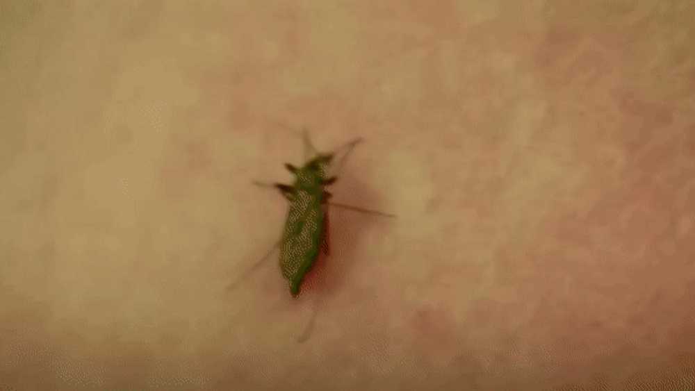 Alertă în România: Temutul țânțar-tigru a ajuns pe meleagurile noastre. Epidemiolog: „O singură înțepătură este suficientă pentru transmiterea Dengue”