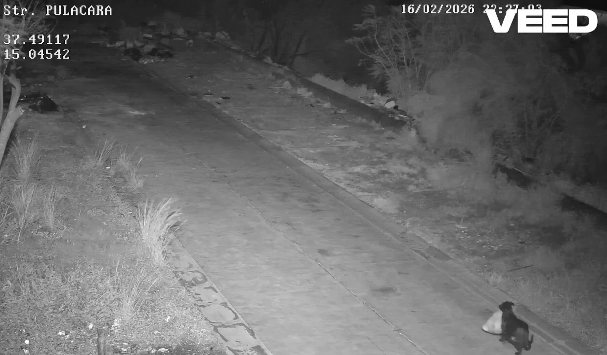 Un italian și-a dresat câinele să arunce gunoaie pe marginea drumului. Este anchetat de poliție