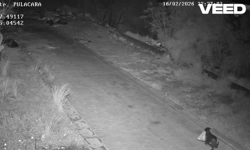 caine din italia arunca gunoiul pe marginea drumului in Sicilia FOTO Facebook Comuni di Catania mp4 thumbnail png