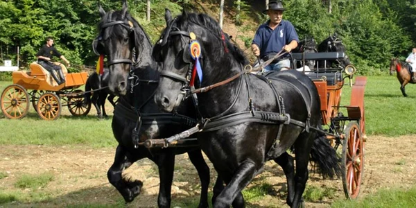 Centru echitatie cai Constantin Ducar Rasnov. Foto