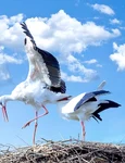 informaţii despre păsările călătoare jpeg