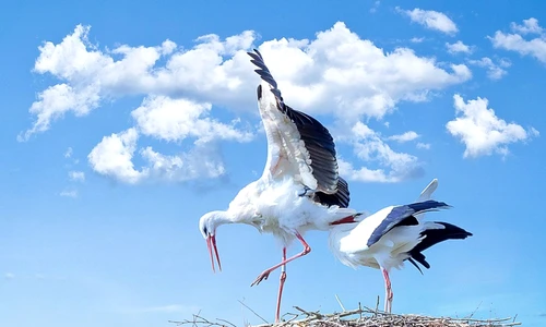 informaţii despre păsările călătoare jpeg