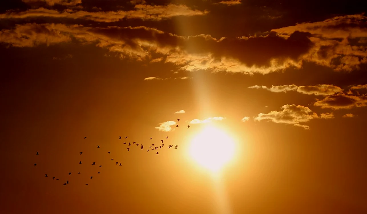 
    Luna iulie a fost declarată cea mai caldă înregistrată pe Pământ de când se fac măsurători.Foto: pixabay.com  