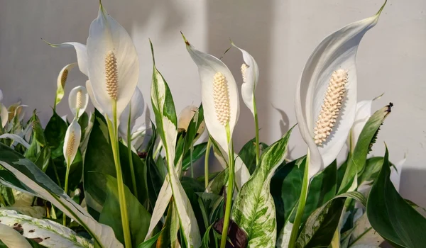 shutterstock 2364285263 jpg