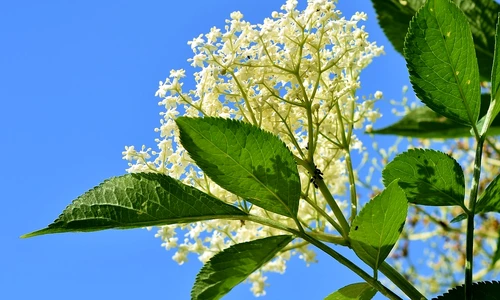 1 elder 3430966 960 720 jpg jpeg