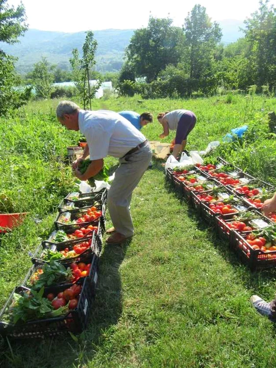 Comercianţi pregătind legume pentru livrare FOTO Amurtel