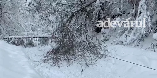 arbori cazuti pe dj 714