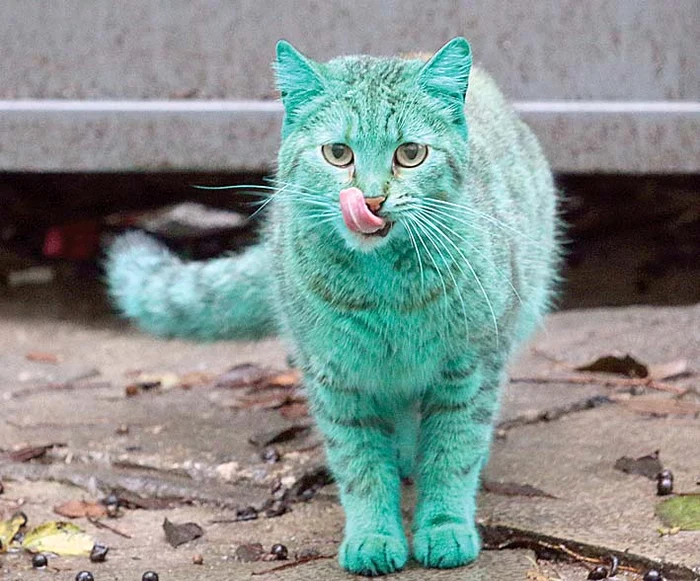 Mâţa şi-a făcut apariţia pe străzile oraşului Varna, din BulgariaFoto: Wenn