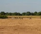 Imagini surprinse de cei doi vloggeri români din Zambia, Africa. Foto: Instagram